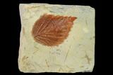 Fossil Hackberry (Celtis) Leaf - Montana #143773-1